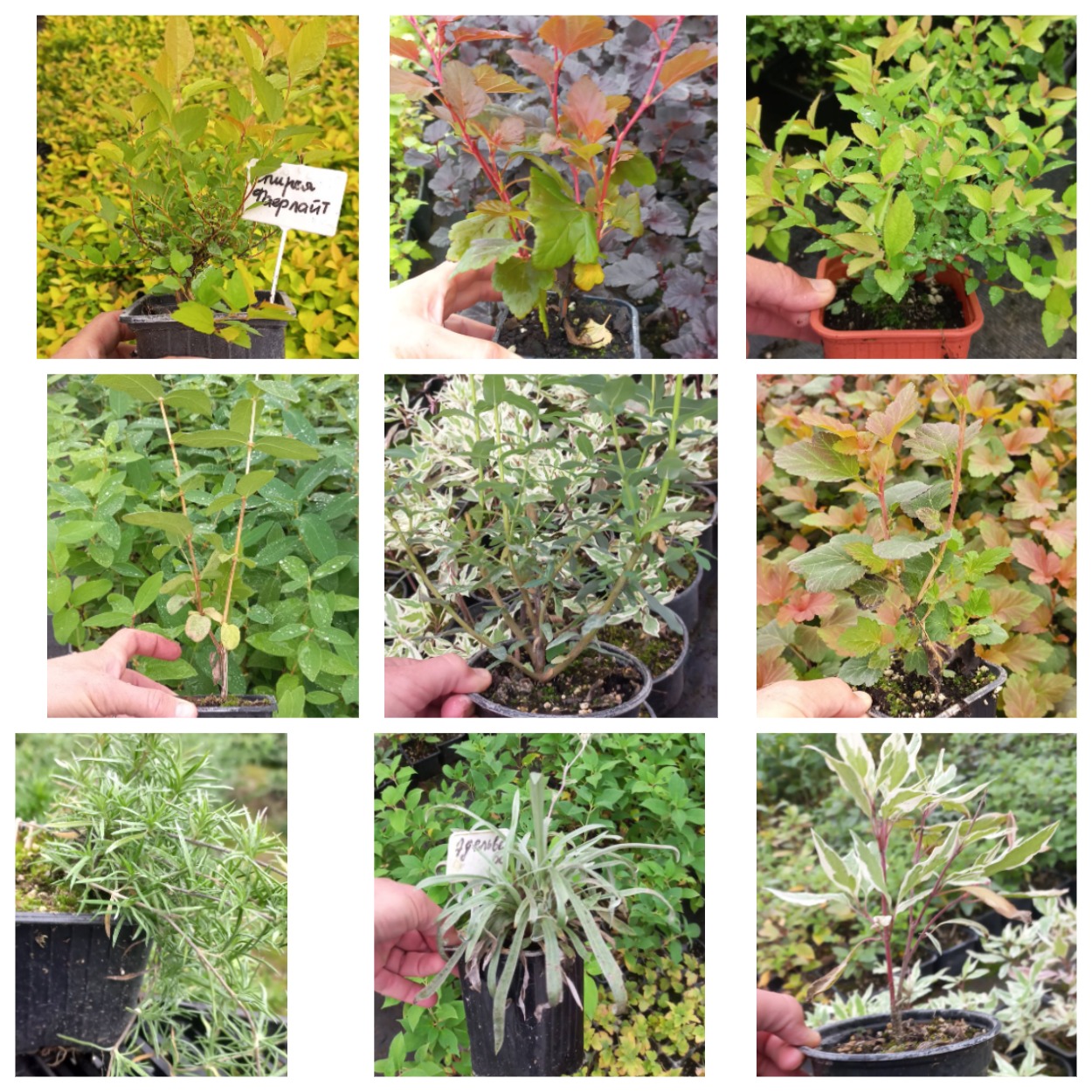 ���� �� 27.07. �������� ����������� 7.