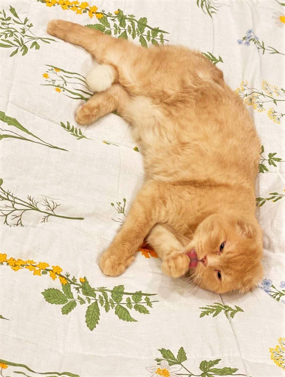 ���� �� 26.10 ���������-74. ������� �������� - ������,̣�,�������! � �������