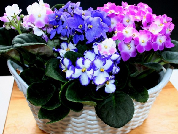 �������! �������� ������-�������� ����������� ������� ���! �������! 6/23