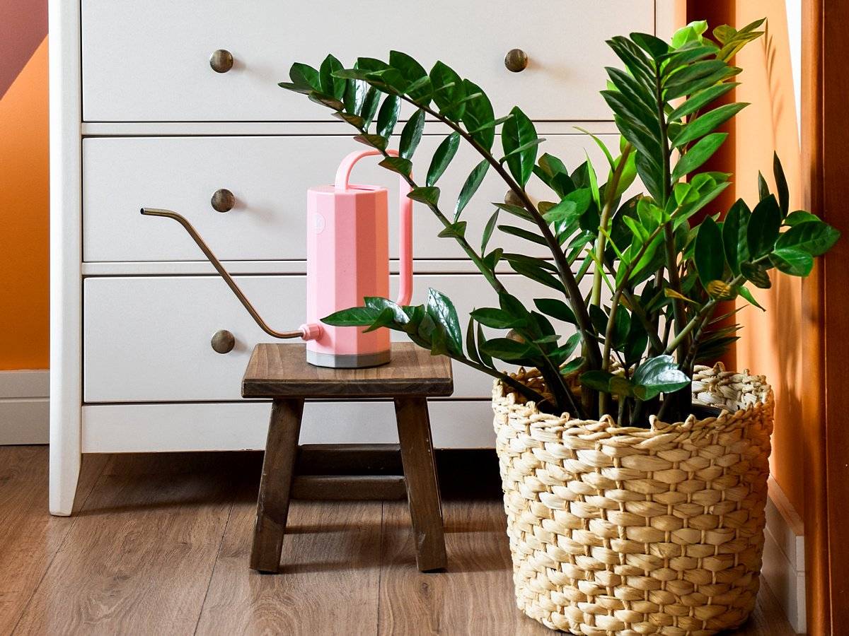 ������ ��� ��������� � ����. �����-15.