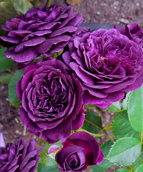 ���� ������������!