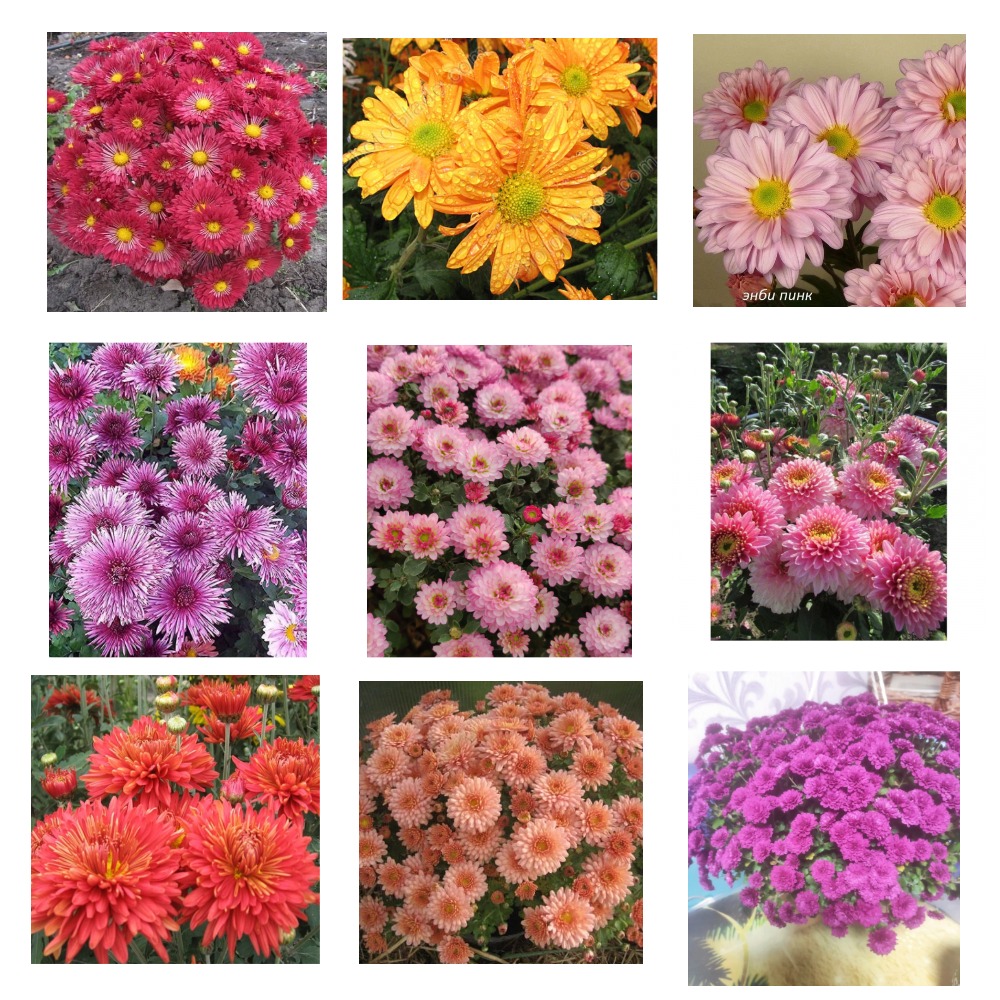 ���� �� 17.11. ���������� ���������, �����������, ���������. ����� 2024