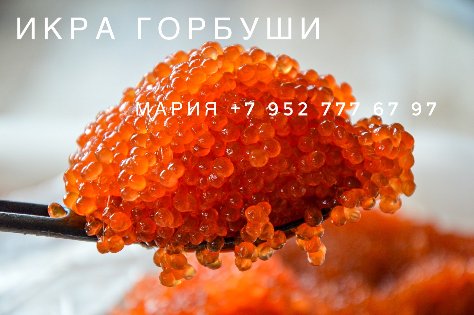 ���� �� ���� �� 15.11.23. ���� �������, ����, ������, ������.