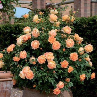 ����, ���������, �����, ������������, �����������-����������, �������� ������� �� ������. ��������� �� ����� 2024!