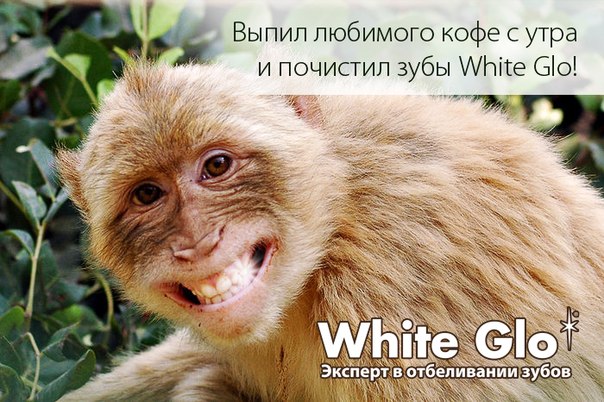 ���� �� 05.02. White glo � Longa Vita! ������ ����� � ����� ��� ��� � ����� �����-123