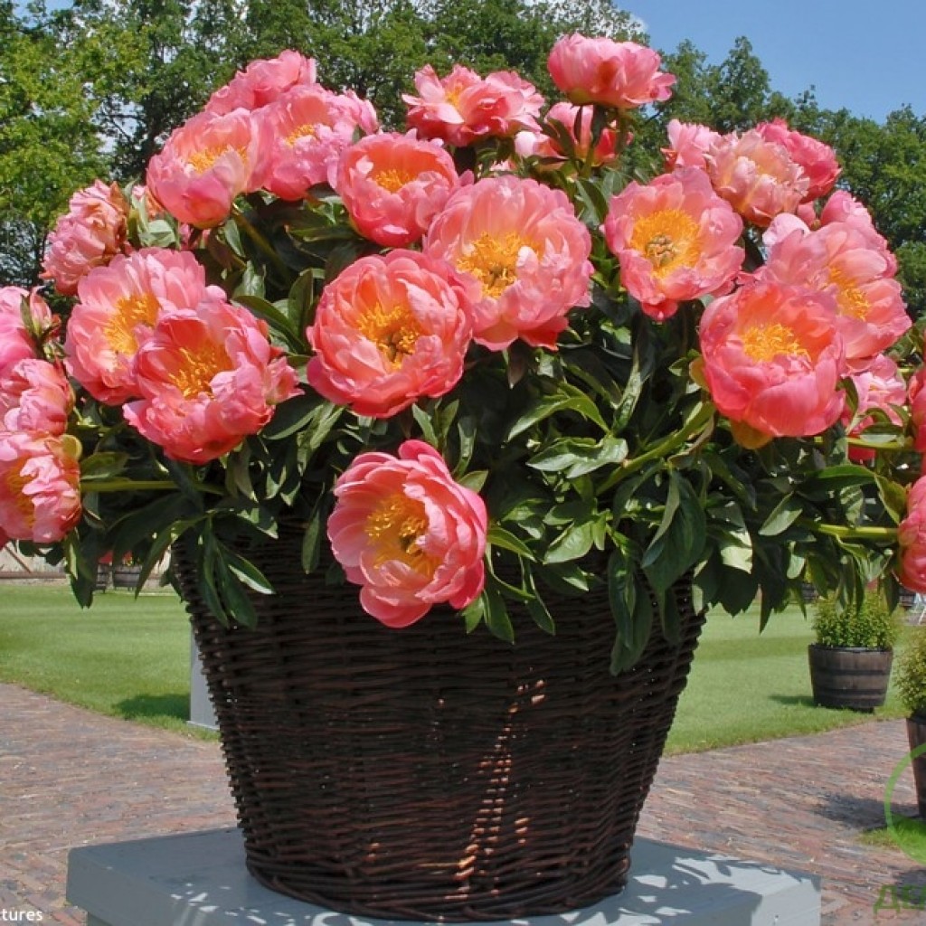 �������� �� ������� - ������ 3 ���! ������������, �����, �����, ���������, �����, ��������, ����������, ��������������� � ������ ������! 1/24