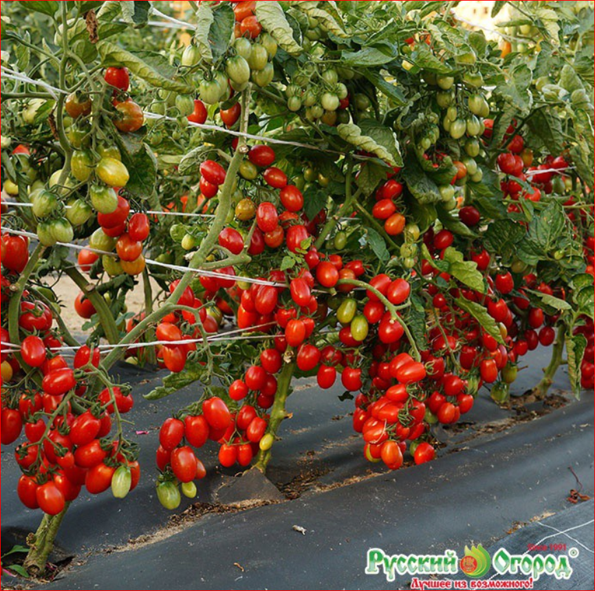 ���������� �� 90% �� ����. ������ ������� ������. ���� 41. ��� � �������. ����� ���������. ��������� ���. ����� �����, �������� ����� � ������� ������. ���������. �������� ������. ������� ������