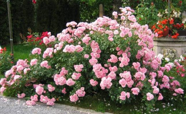 �������� �� �������! ����, ������������, �����, �����, ���������, �����, ��������, ����������, ���������������. 3/24