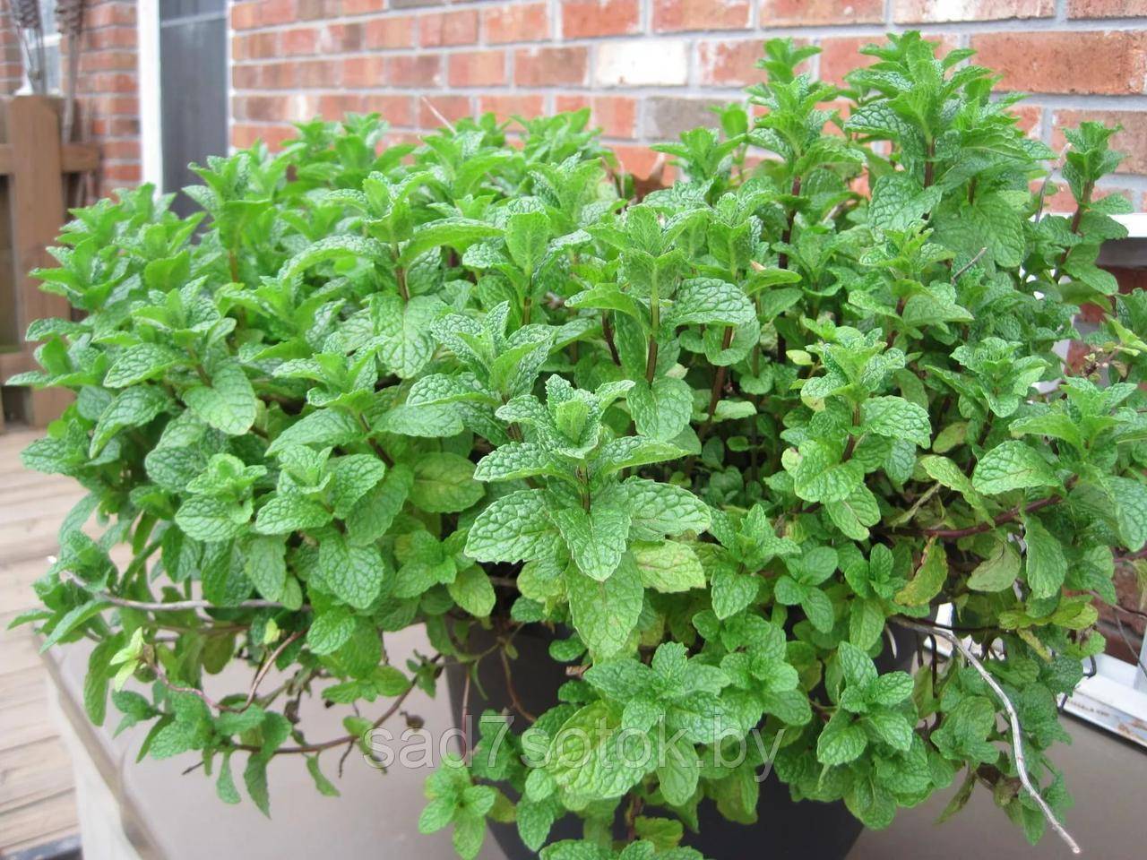 ����� ����. ������ �������� ��� ���� - �������, ���� - �������!, ������ ���������, �������� � ������ ������. ���������� ������������� ������������. �� ����� 2024