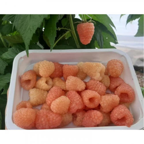 �� ����������! ���������� ��������� �������!!!