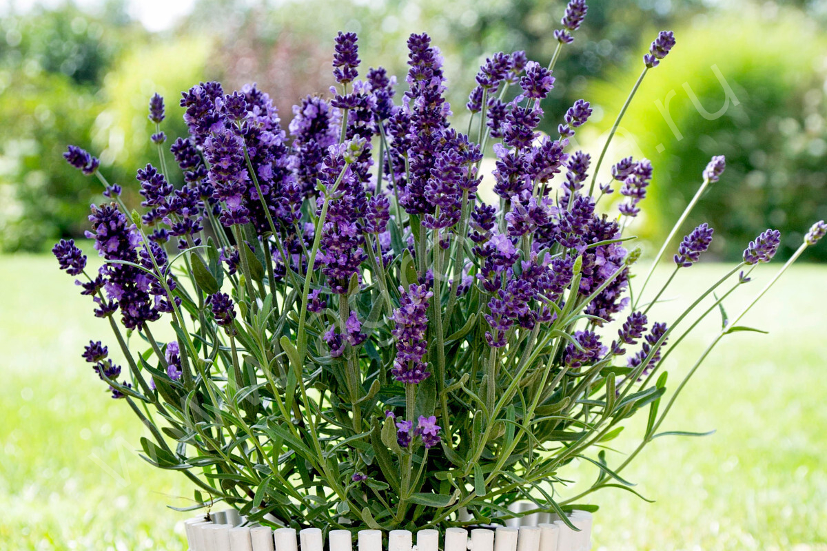 ����� ����. ������ �������� ��� ���� - �������, ���� - �������!, ������ ���������, �������� � ������ ������. � ����� ���������� ������������. ������ ����� ����� �������.