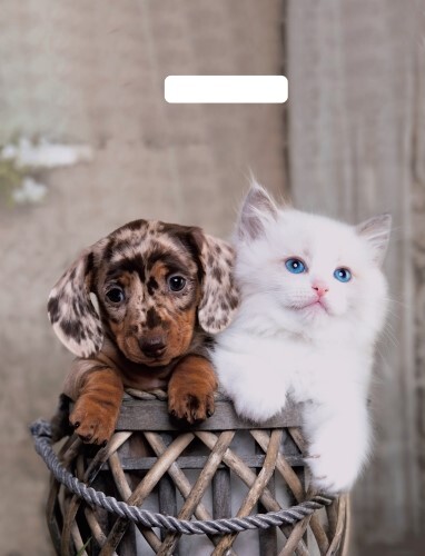 [b]���� �������. ������, ����������� ���������. �������� ����� �� �������� ����.[/b]