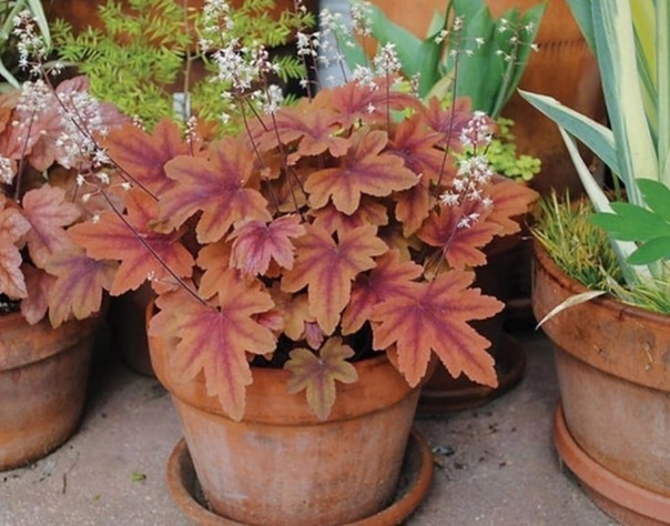 �������, �������, ����������, ������ � ������ ������! ����� 1 ������ �� ����� � 3 ������ �� ������!