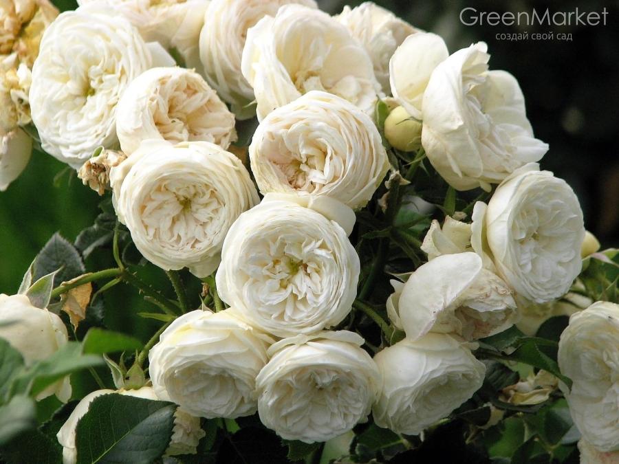 ���� ������ . ����� 2024