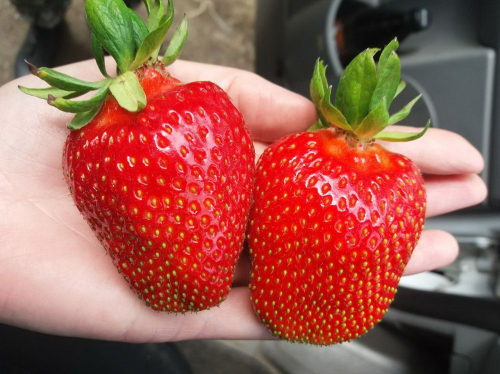 ��������� ����������� ������ ����������� ������� �� 59 ������ (���� ������ �������������)!!! ���� ����� ������, ���� �� �������� ������, ��� �������� ������� �������� �� ����� ������ � 3� �� 12��!!! ������ ������!!!