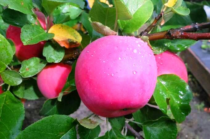 ������� �������