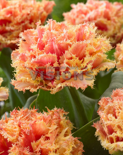 [b]���������� ��������,���������- ��������,��������,�������,�����,�����. ��������� ����� 2024.[/b]