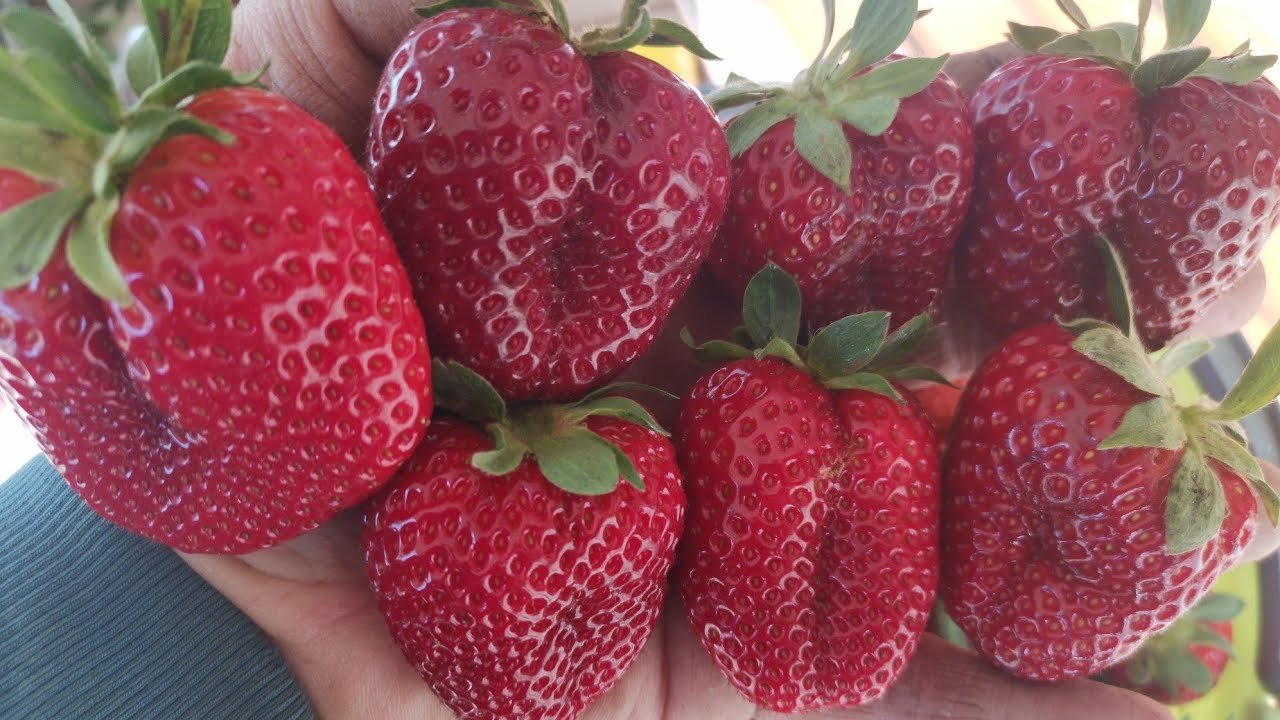 ���� �� 15.05. �������� ����������� 8.