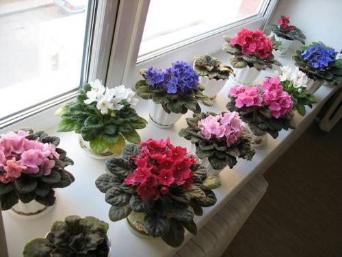 �������! �������� ������-�������� ����������� ������� ���! �������! �17