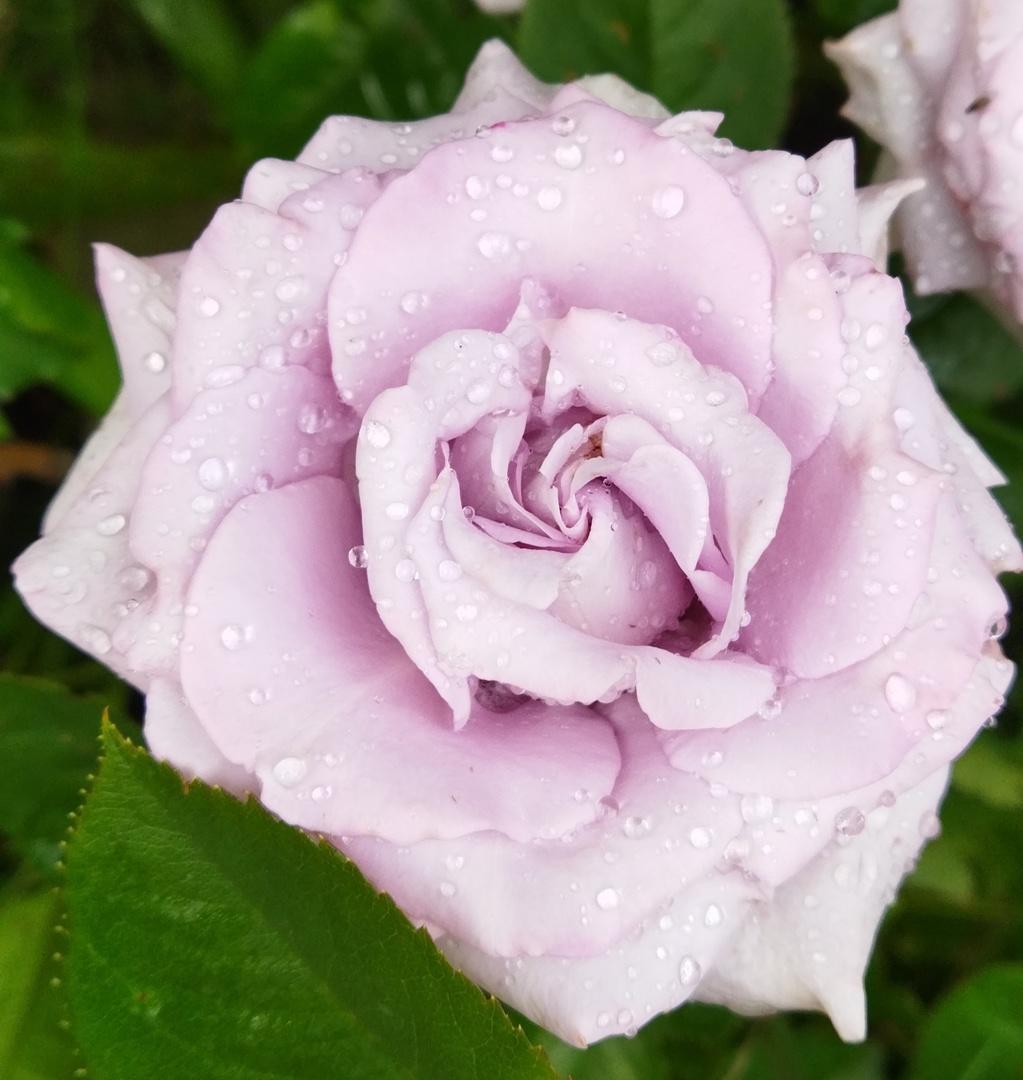 ���� ������ . ����� 2024