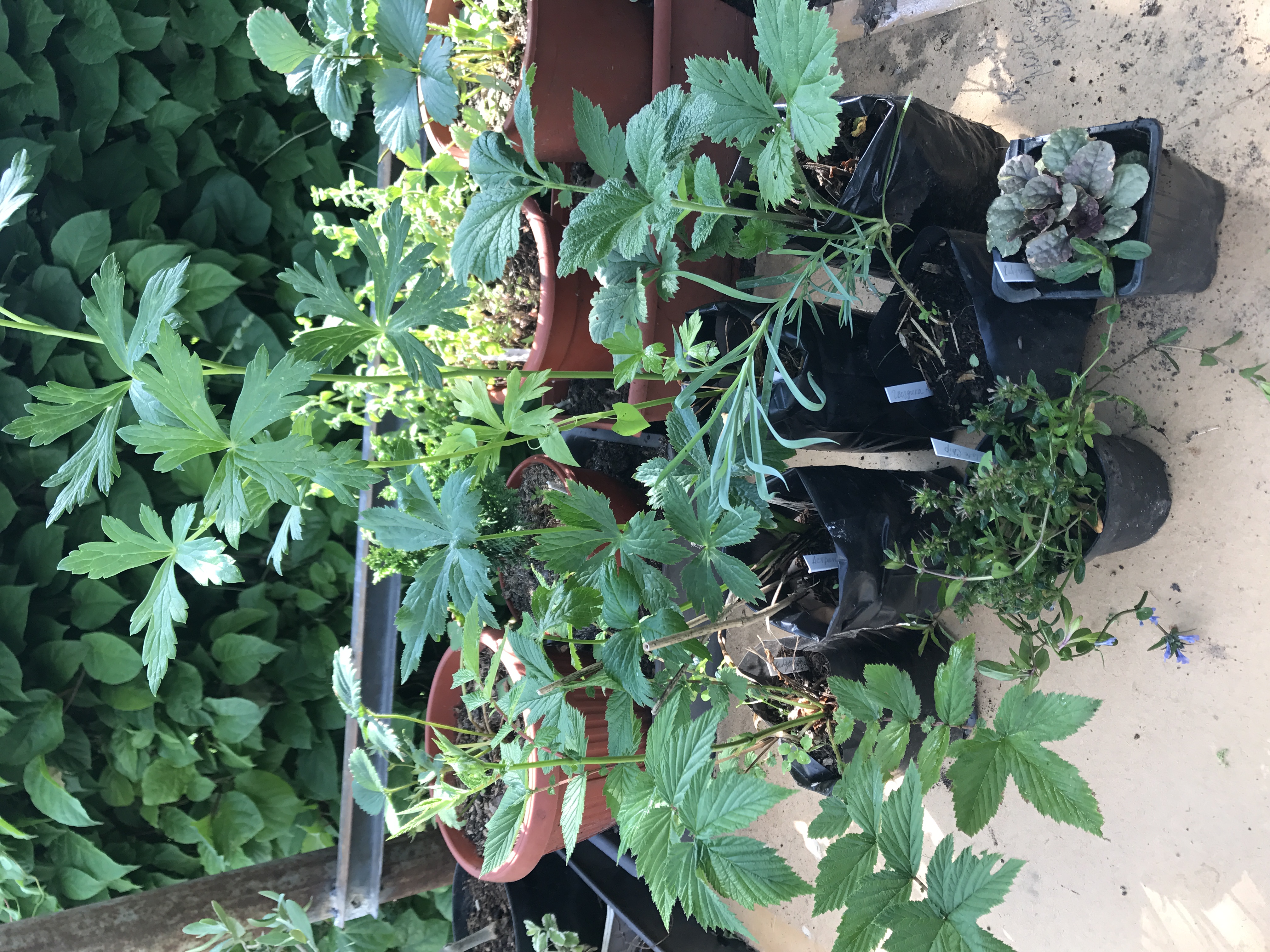 ���� ������� �� 22.07. ��� � �������. ������� 25 ����. ������������ �������� ��� ������ ���� �� �������� ��������� ������������� ������� Savgarden. ���������� �����������! ������! - 5