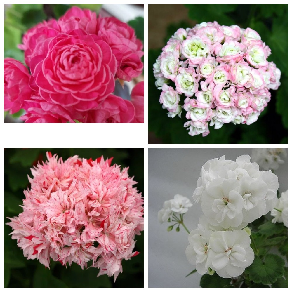 �������� �� �����������. ������� � ����� ������