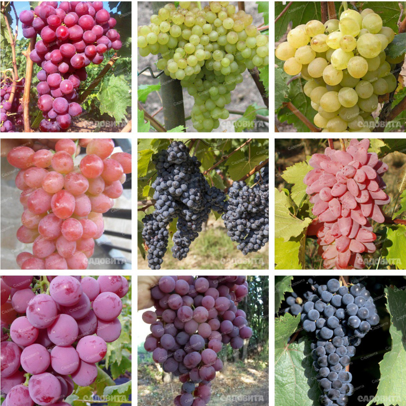 ���� ������� �� 11.08. �������� 9.