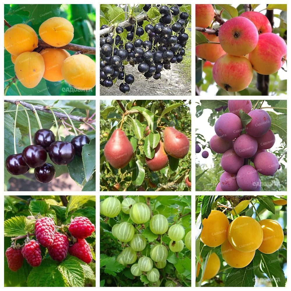 ���� �������. �������� ������� �������� 8. �������� �����, ������ 1 ��� � ���. (�� 1 ��������).