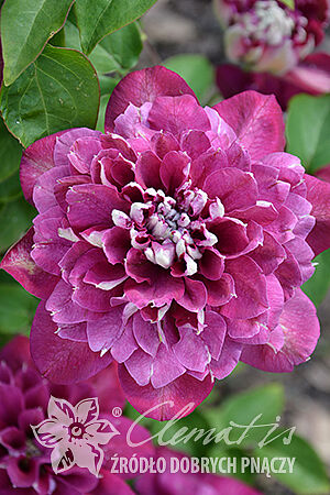 [b]���� �� 9 �������. ���������,�������. ��������� ����� 2025,������.[/b]