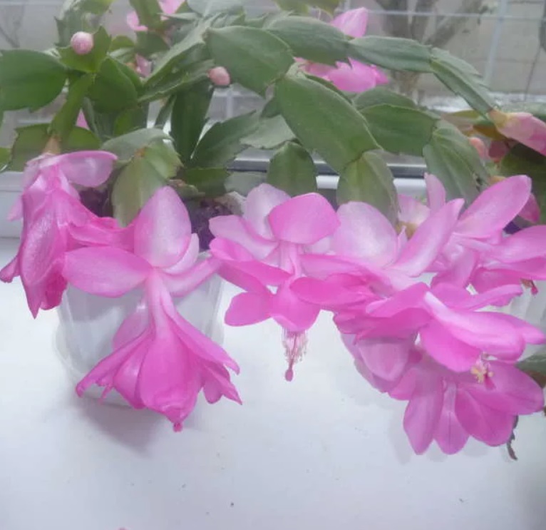 ������� ����� �����������-���������� �������� ��� ���������� �����������. ����������� ������� 2024