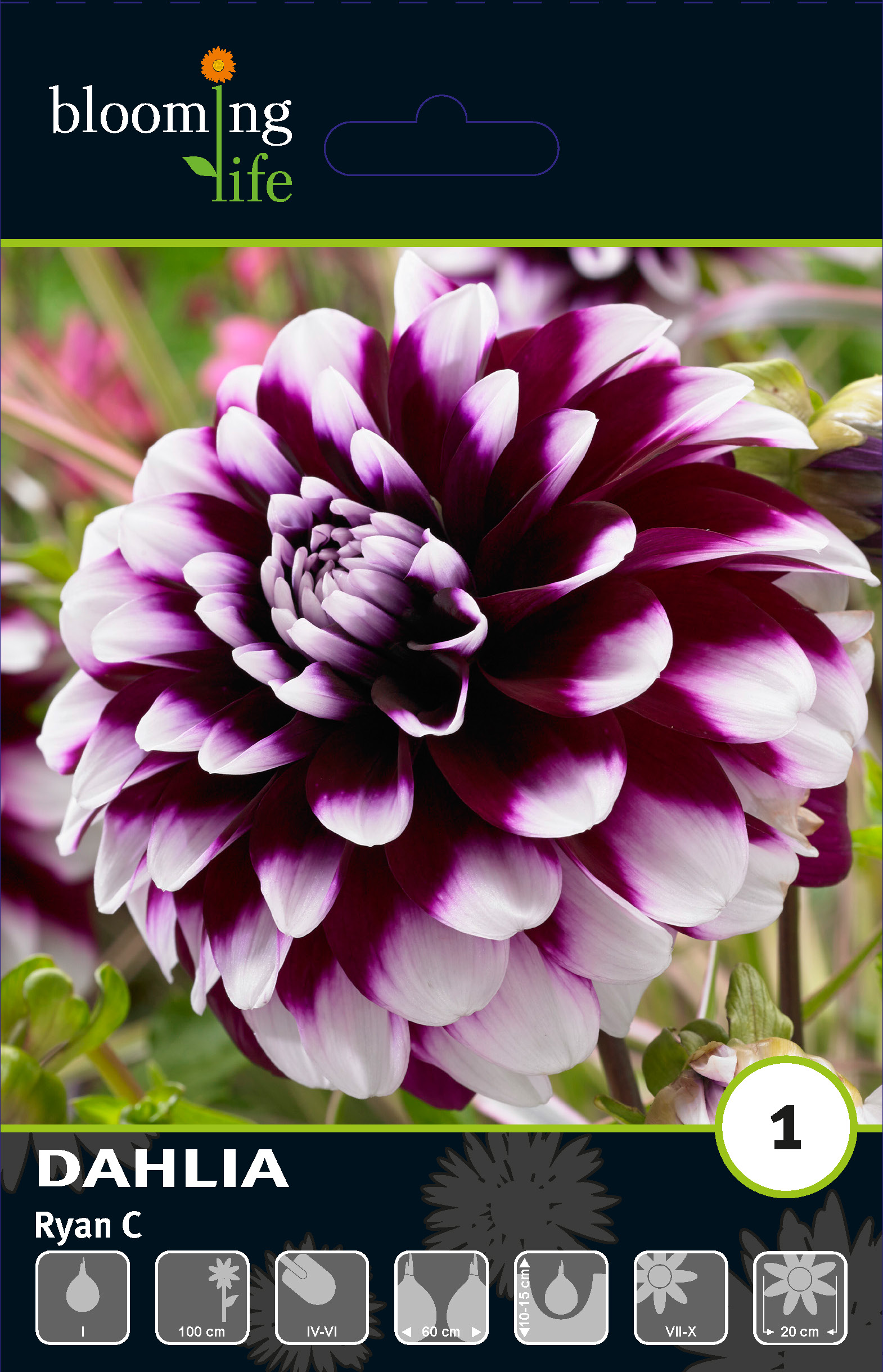 [b]���� �� 25 ������. ��������,����������,�����,�����. ��������� ����� 2025[/b].