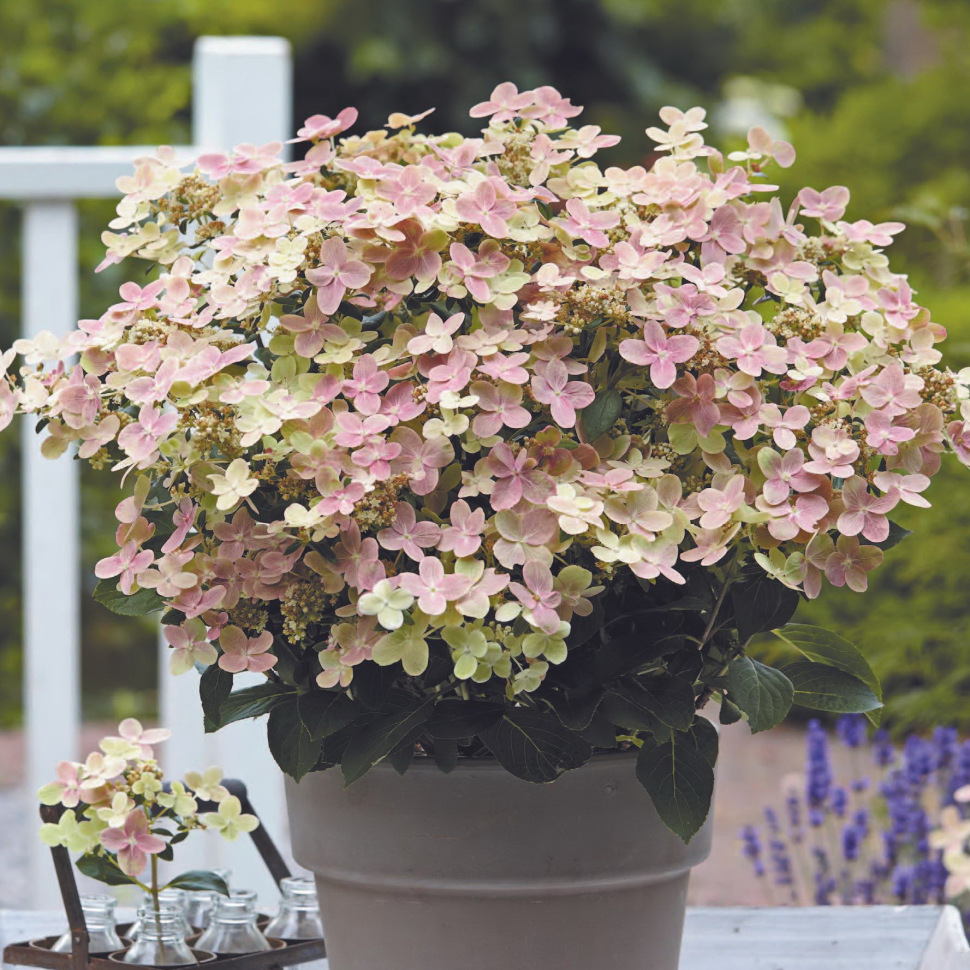 [b]���� �� 12 �������. ���������.��������� ����� 2025,���������.[/b]