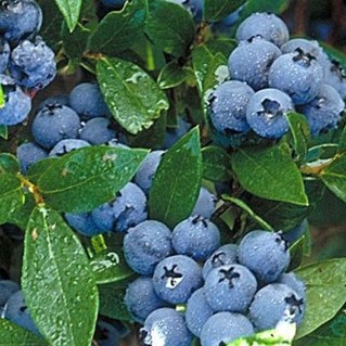 [b]���� �� 12 �������. ��������,��������,������,���������.��������� ����� 2025[/b].