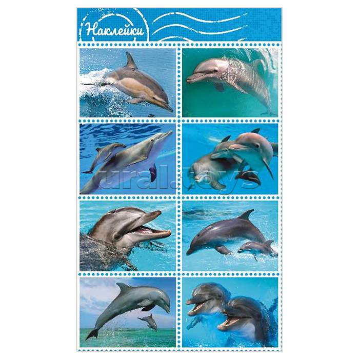 ������� ��������, ���������, ����