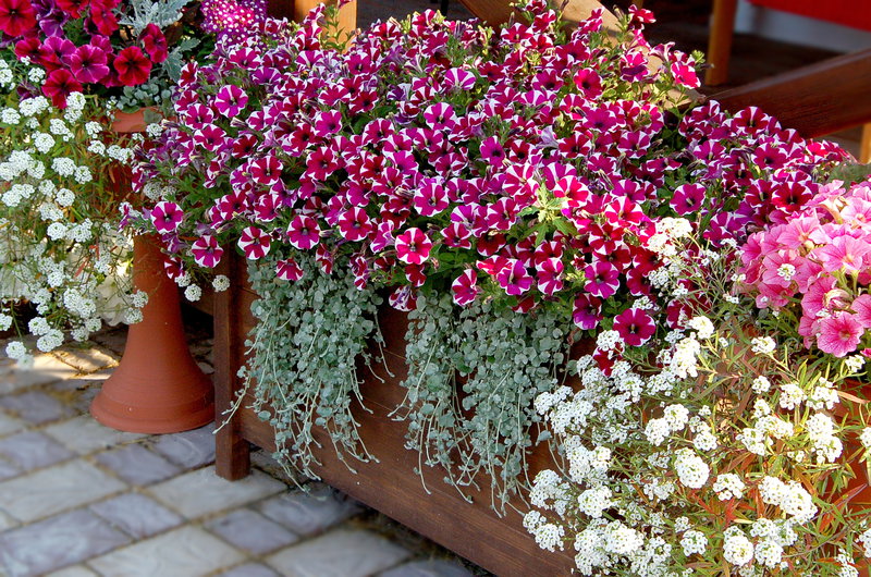 ������������ �������, ������, �������, �������, ����! ��� ���� �� �����!