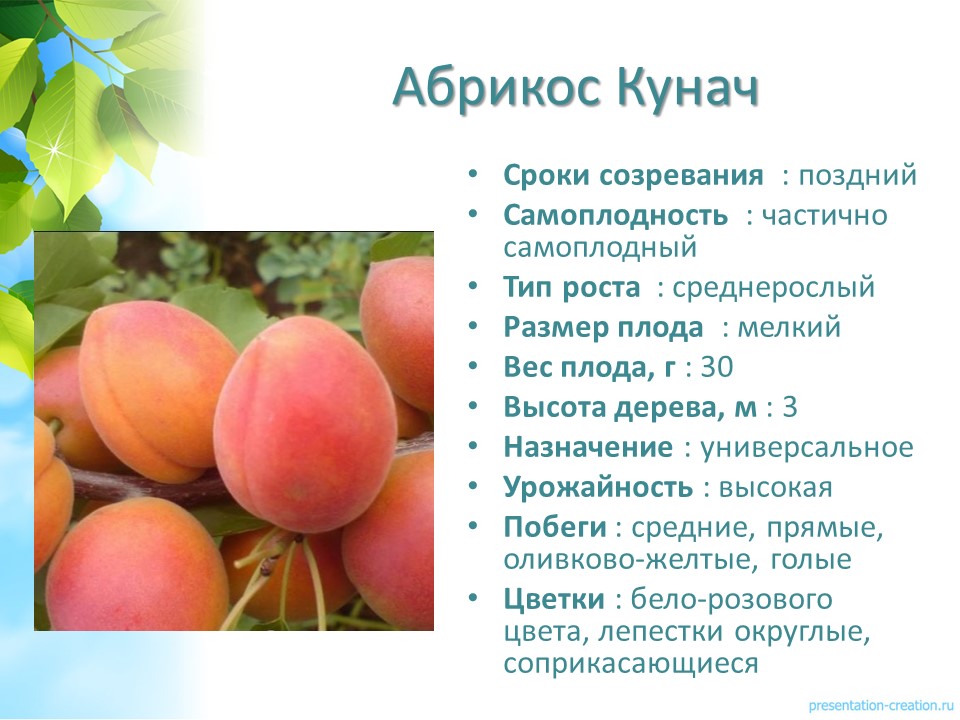 ����-��������� �� �����. �������� "������� ���".