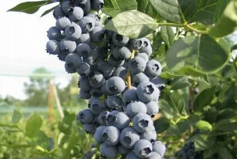 ���� �� 07.02.���� �������� � ����.�2 � �������� 5-7 ���(������� �� 1,2-2,2 �).������.�������.������,������,������������.