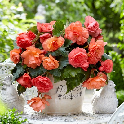 �������� �� �������! ������������ �� ������: ��������, ����������, �������, ����� � ��. 1/25