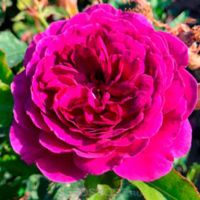 ����� ����� 23. �������: ������������ ����������� � ��������, �����, ����, �����. ���-�����, ������ ������. �����. ���������� �����. ������� �������, ������� ��������. �������� ���������.