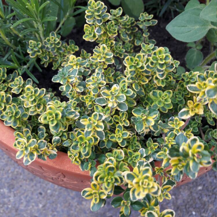 ������������ � ������ �� ���. �������, ����.