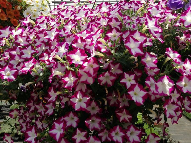 ���������� ����������� - �������, ����������, ������, ���������� � ������ ������. ������� � ������!