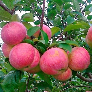 ������ ������� �����-�������� �������! �������! 