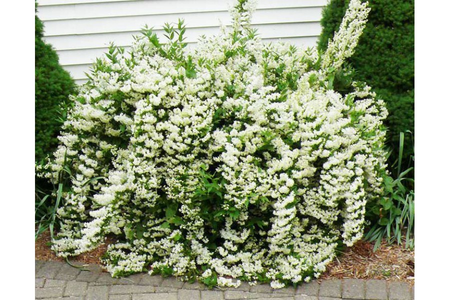 ������ ������������ ���-������ �����? (����� ����� ��� ��� ���),�� ������ ������ ������