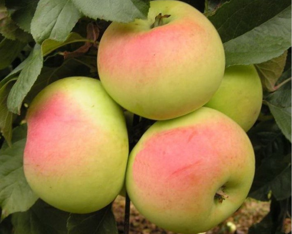 ������ ����� ������! ������ ����, ����� �������� �� �������. 