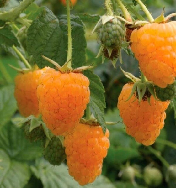 �������� ������ �����������-���� ���������� ���������� ������������� � ����������.