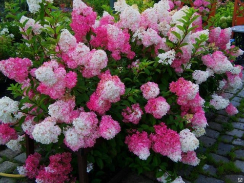 ��������� ����������� ����� ������ (Fraise-Melba)  �9