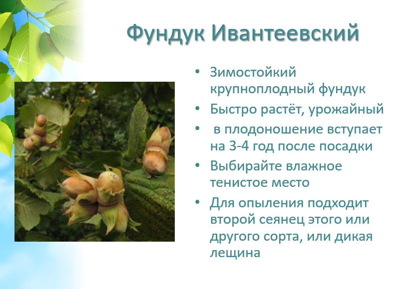 ����-��������� �� �����. �������� "������� ���" ����� ����� �� 500�