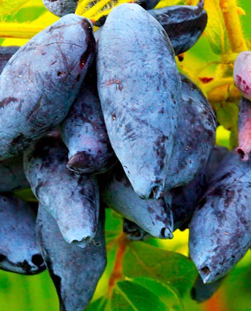 �������� ��������� ��������-���������� ����� ������� ������ ����! 