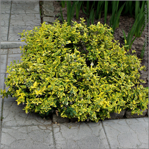 �������� ���������� ����� � ������������