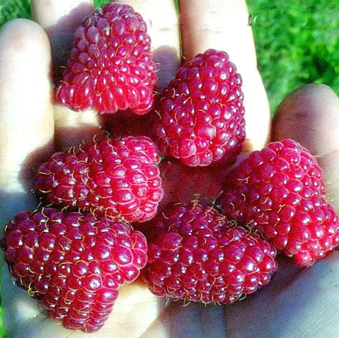 �������� ������������� ������ ����� �������� !!! ������� �� ��������� ������! 